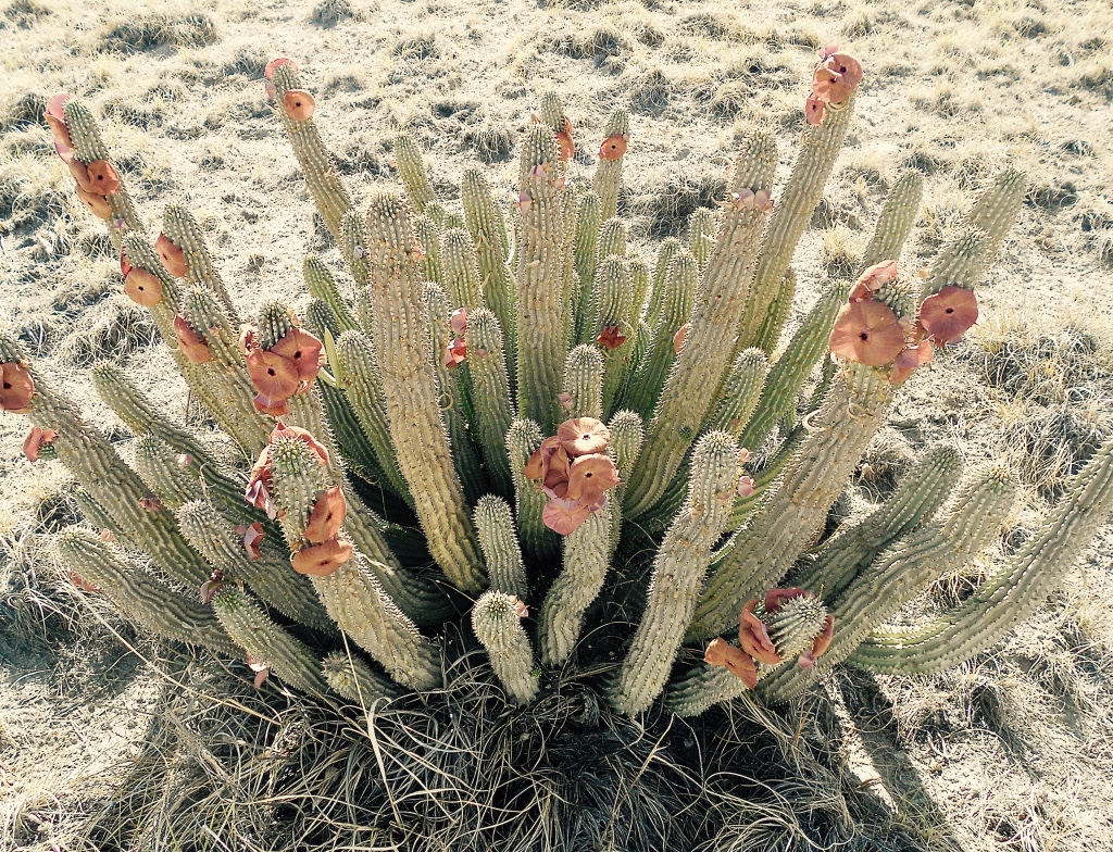 The hoodia plant used by the San Bushmen to suppress their appetite before heading out on extended hunter/gatherer expeditions. 