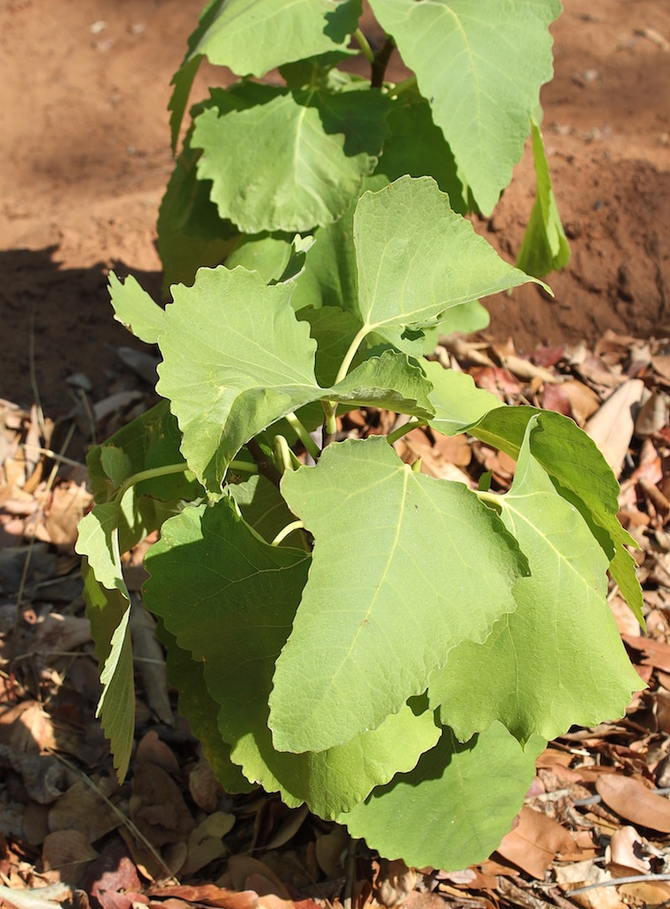 A healthy, happy fig tree thriving with the worm tea (but drooping in the intense heat).