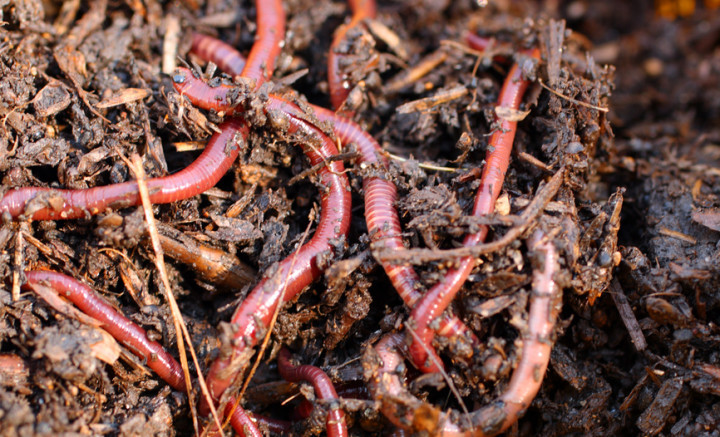 Composting red wriggler worms. © Depositphotos.com/Mikhail Kokhanchikov