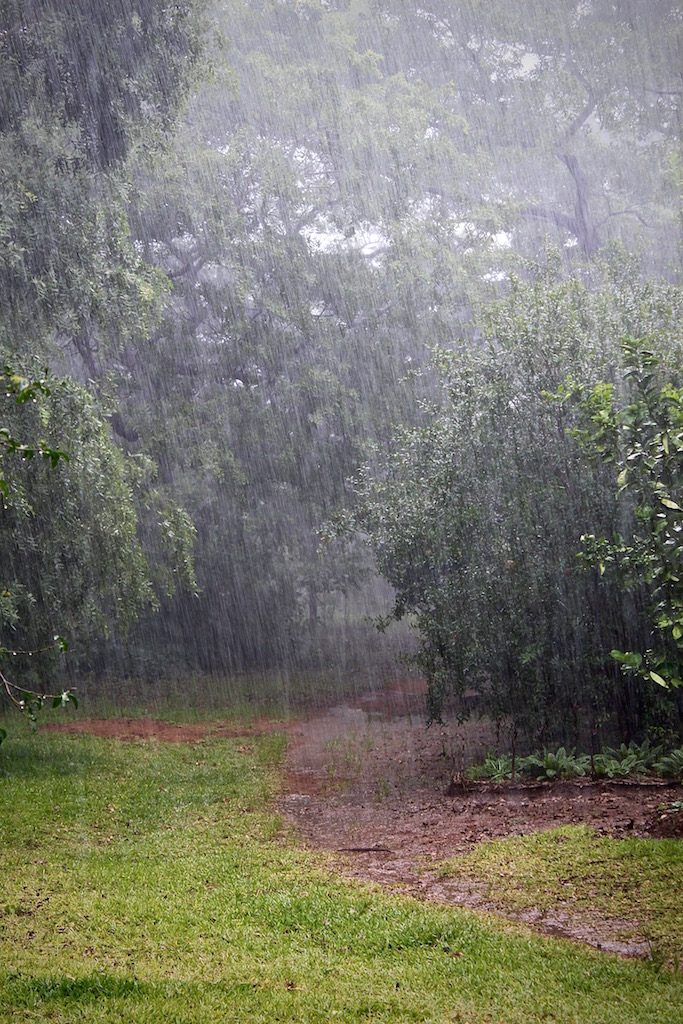 A downpour in the garden.