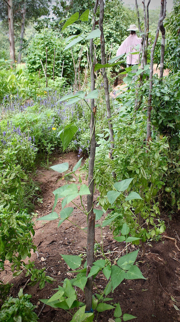 Companion planting - Beans + basil