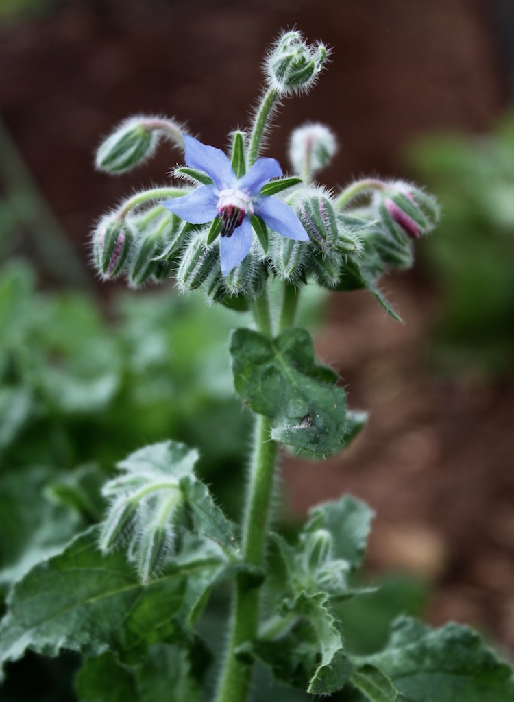 Borage is one of my favorite companion plants. It not only attracts bees and wasps, but it also adds trace minerals to the soil and is a good addition the compost pile. 