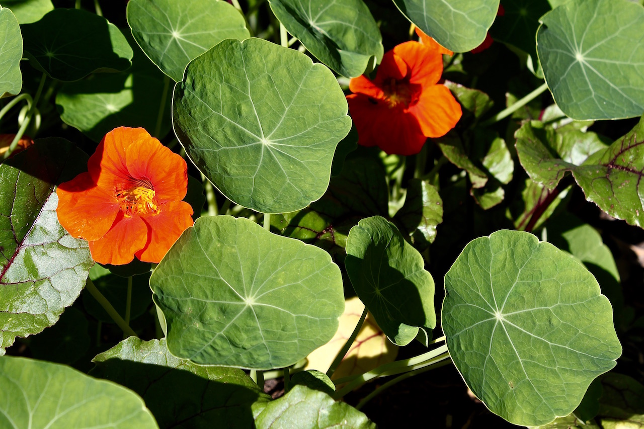 Beet plants tucked in with the nasturtiums, the latter being one of the hardest working "companions" in the garden.