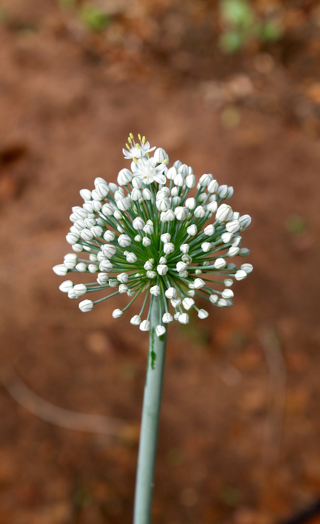 An onion flower. Onions grown among other root vegetables likes carrots confuses the predator bugs. I plant them in nearly all my beds as companions for everything from tomatoes to brassicas to beets.