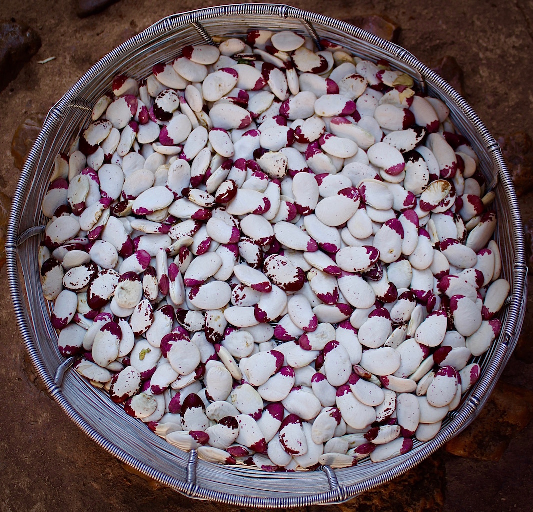 Lima beans after they have been dried in the sun.