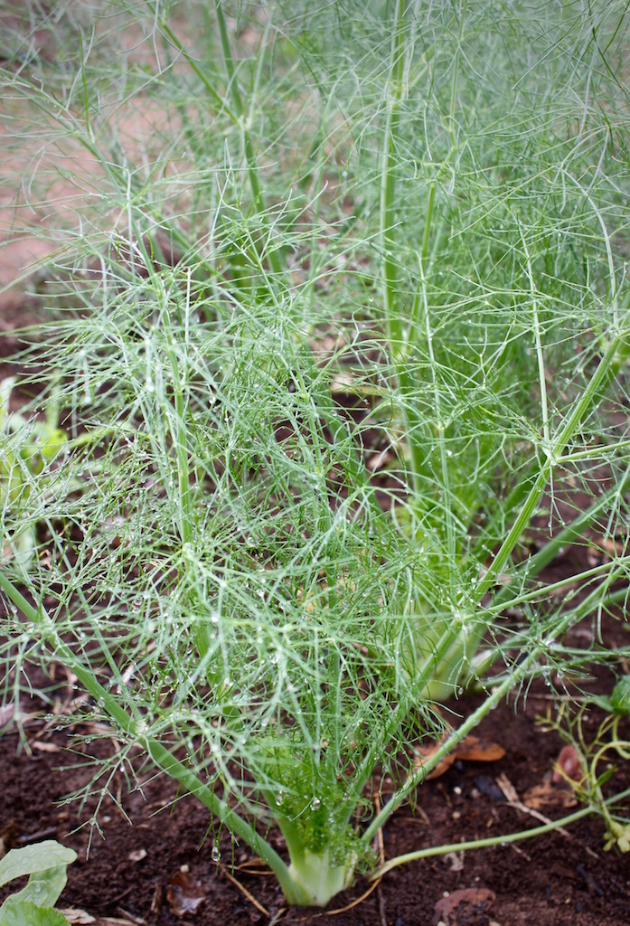 Fennel is a staple in our vegetable garden.