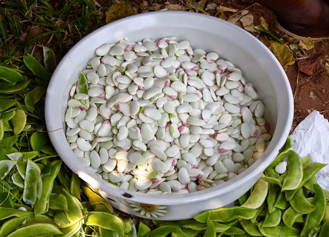 Freshly-shelled lima beans.