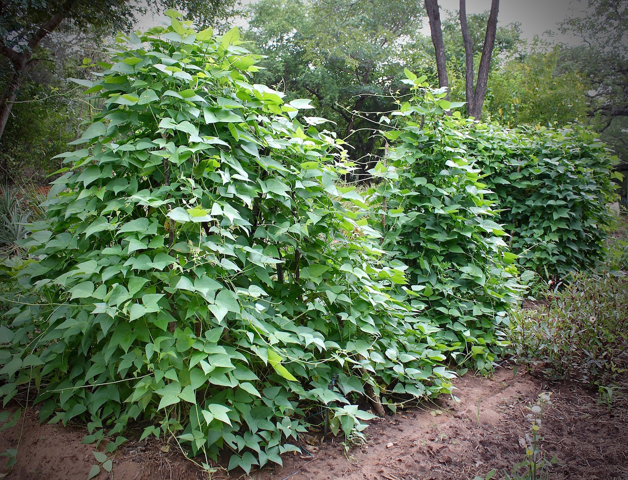 Teepees of lima beans in our garden. They produce and die back, produce and die back, throughout the year.