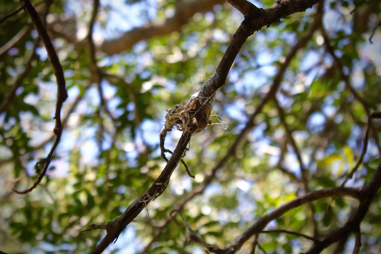The foundations of a flycatcher nest.