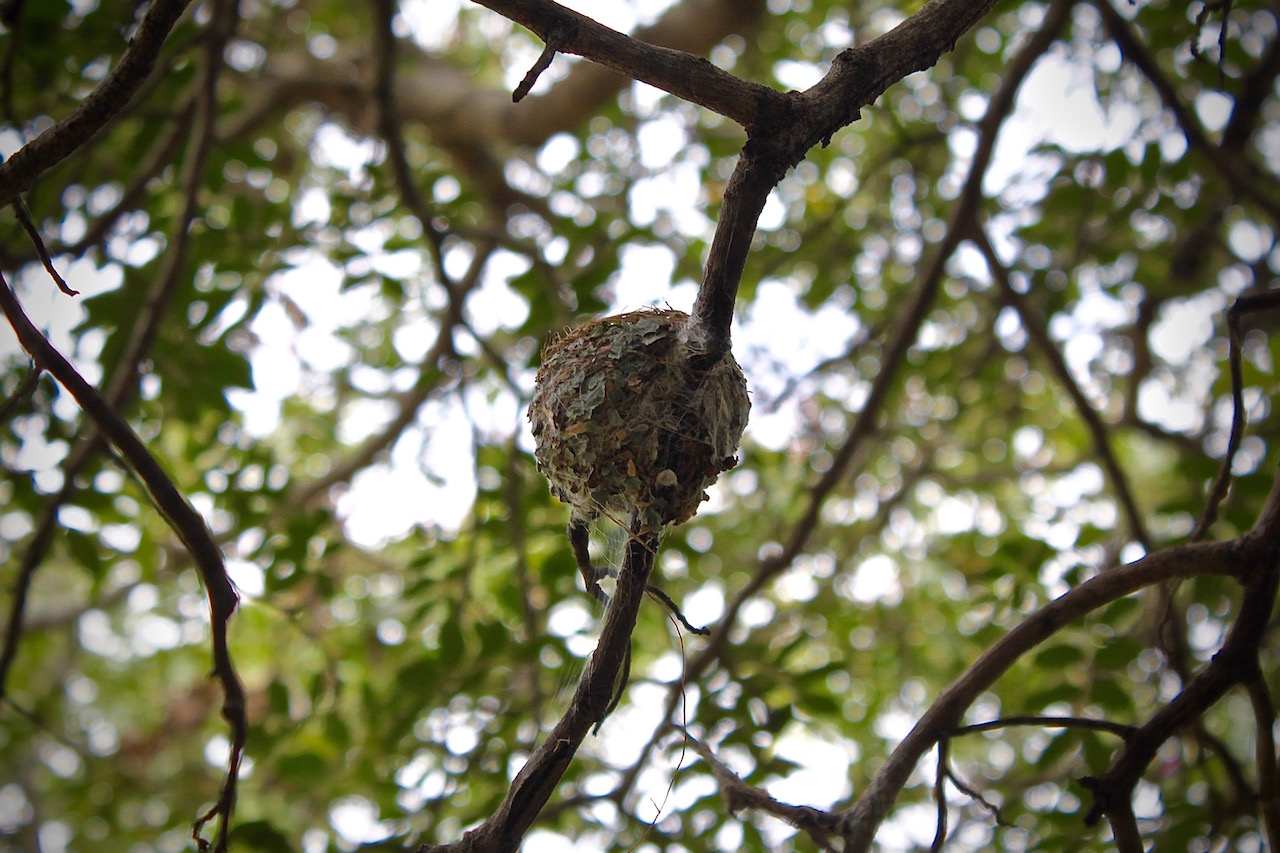 A flycatcher's perfectly-proportioned nest is ready for the egg-laying to begin. 