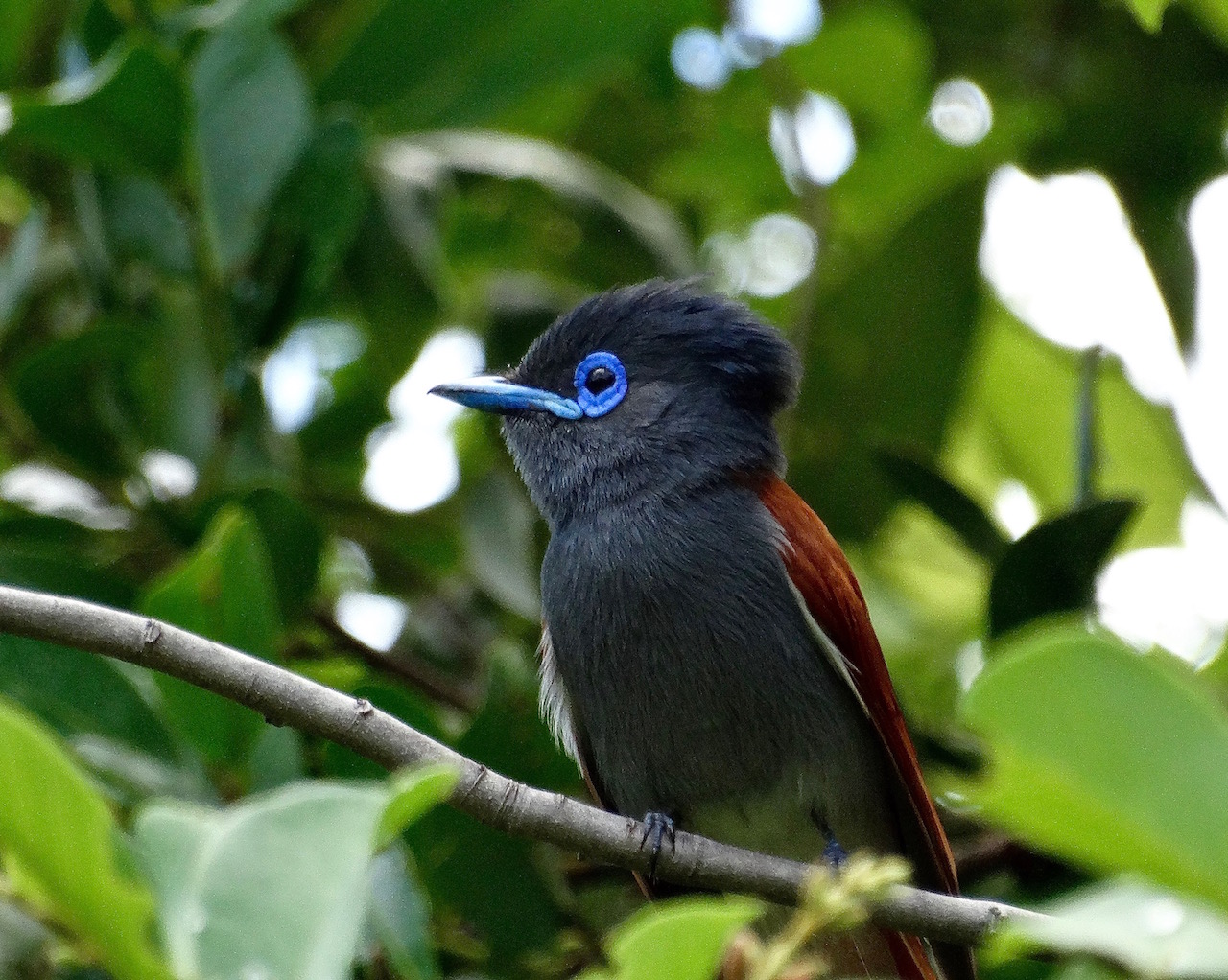 The African Paradise Flycatcher.  The only real difference between the male and female is the length of the tail feathers: the male's is much longer, and almost doubles in length during the mating season. Photo credit: Warren Slater