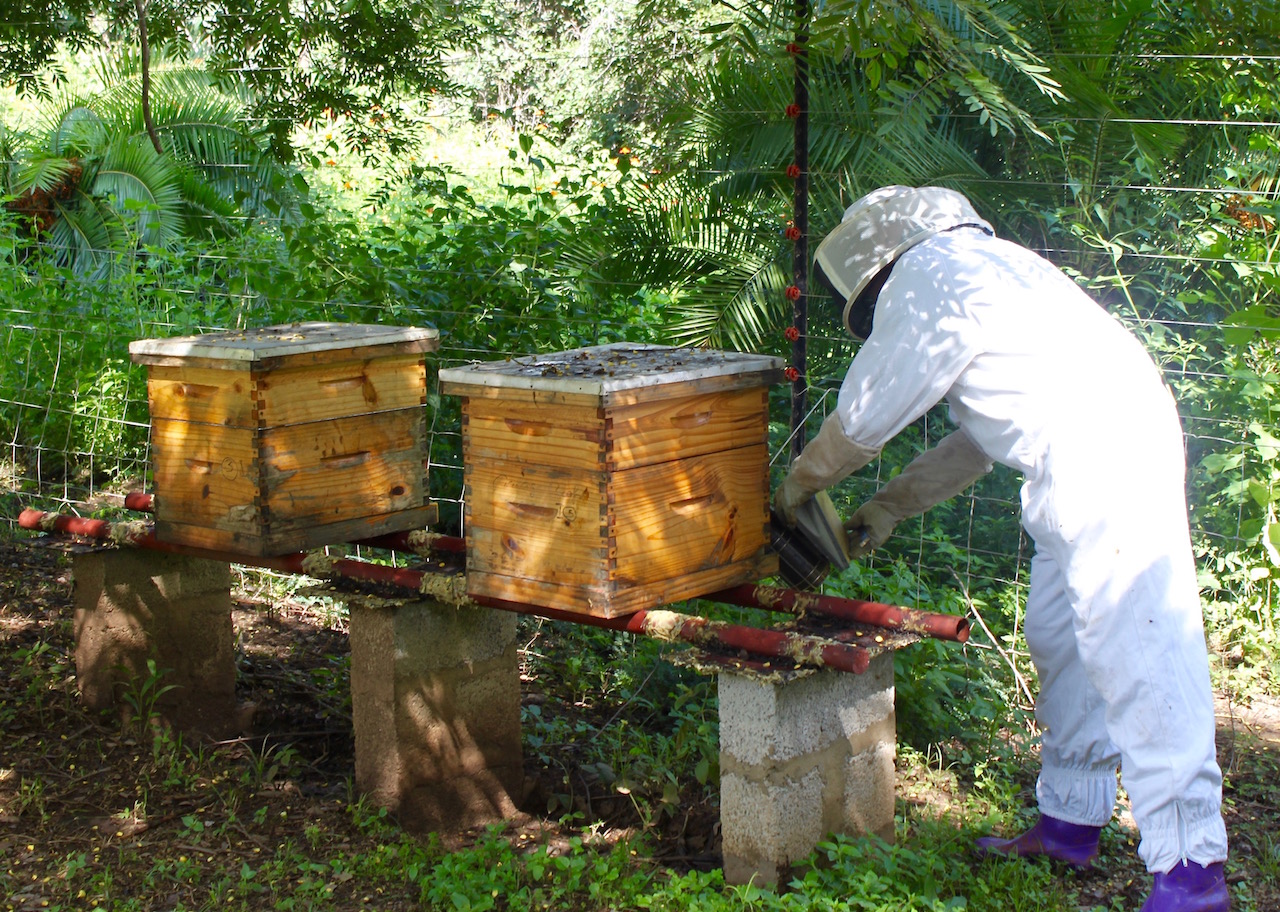 Bees - beekeeping demo on hives