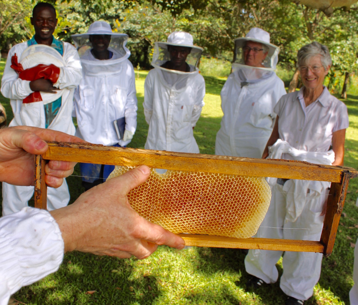 Bees - honey extracted from the hive as a demo