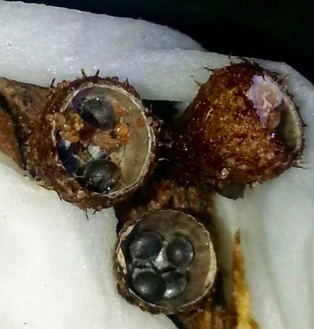 Tiny Bird's Nest Fungi, taken with a macro lens. Photo credit: Claire Quinn