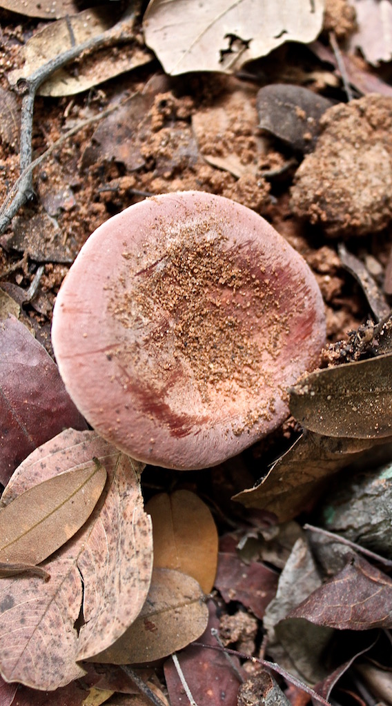 The head of a Chinyika mushroom (Tonga).