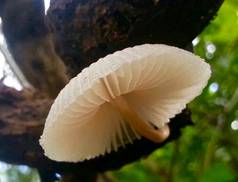 Fungi found on a dead tree branch that looks like a delicate parasol. Name unknown. Photo credit: Claire Quinn.