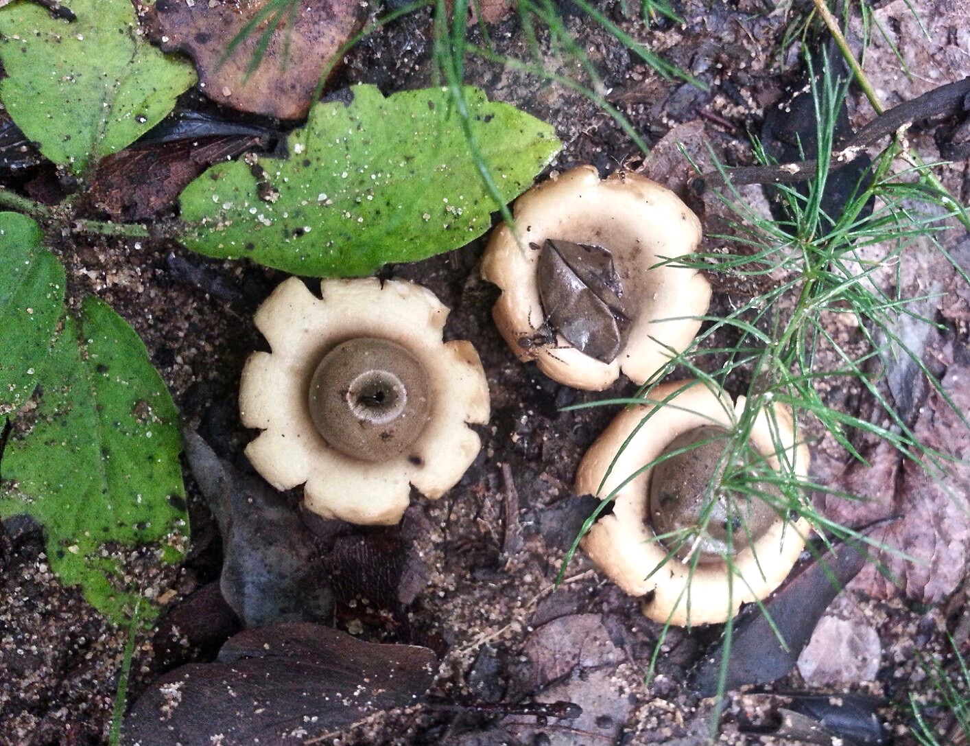 Earth Star fungi when, when poked with a stick in the center, squirts spore into the air.