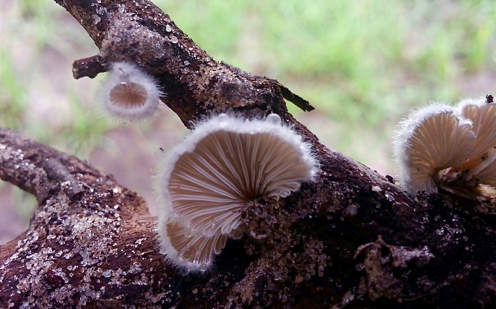 Schizophyllum fungi found in our Miombo woodland.