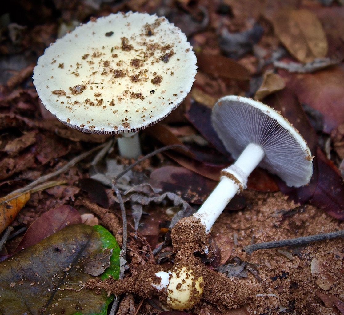 A Stropharia mushroom found in a Miombo woodland beyond hour house.