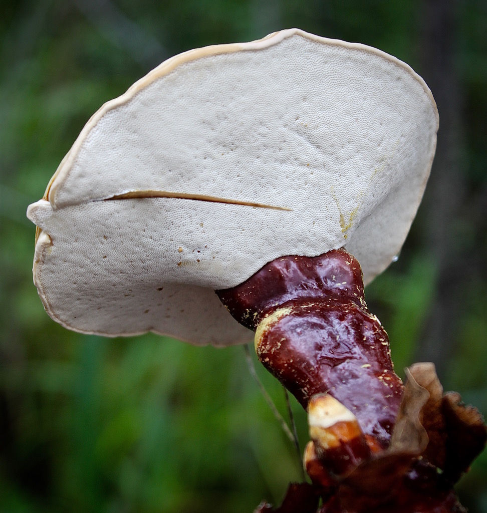 This fungi looked like it had been scrubbed up and varnished. It was one of the first we found on the course.