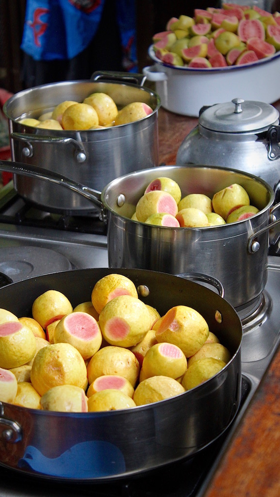 Pots and pots of guavas, all prepared to be turned into syrup and jelly.