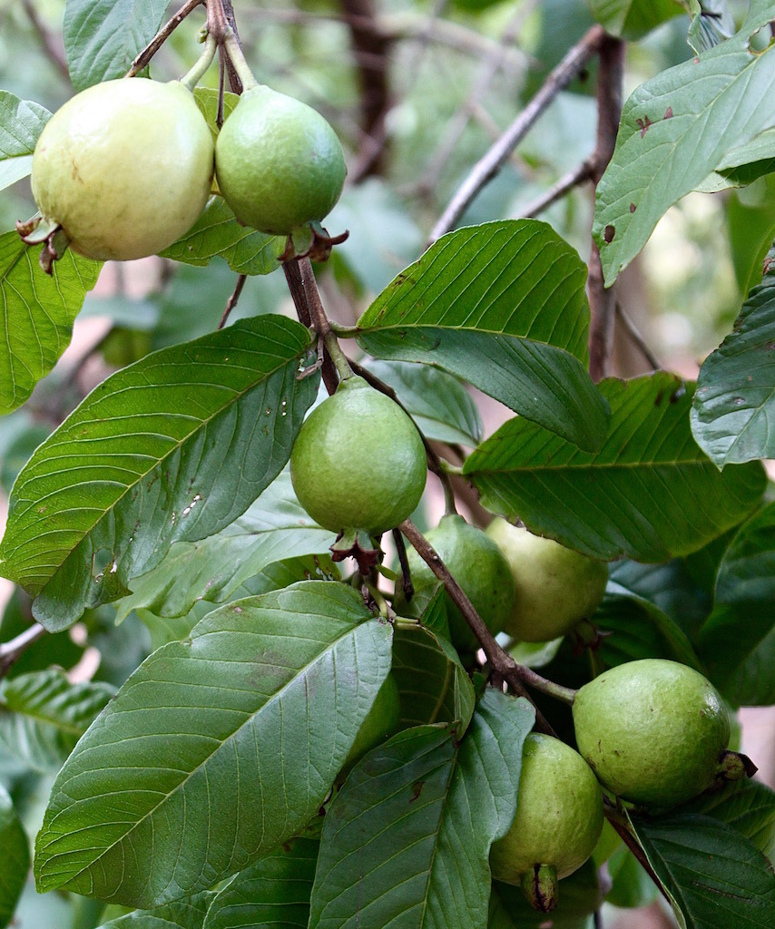 Ripening guavas on one of our trees.