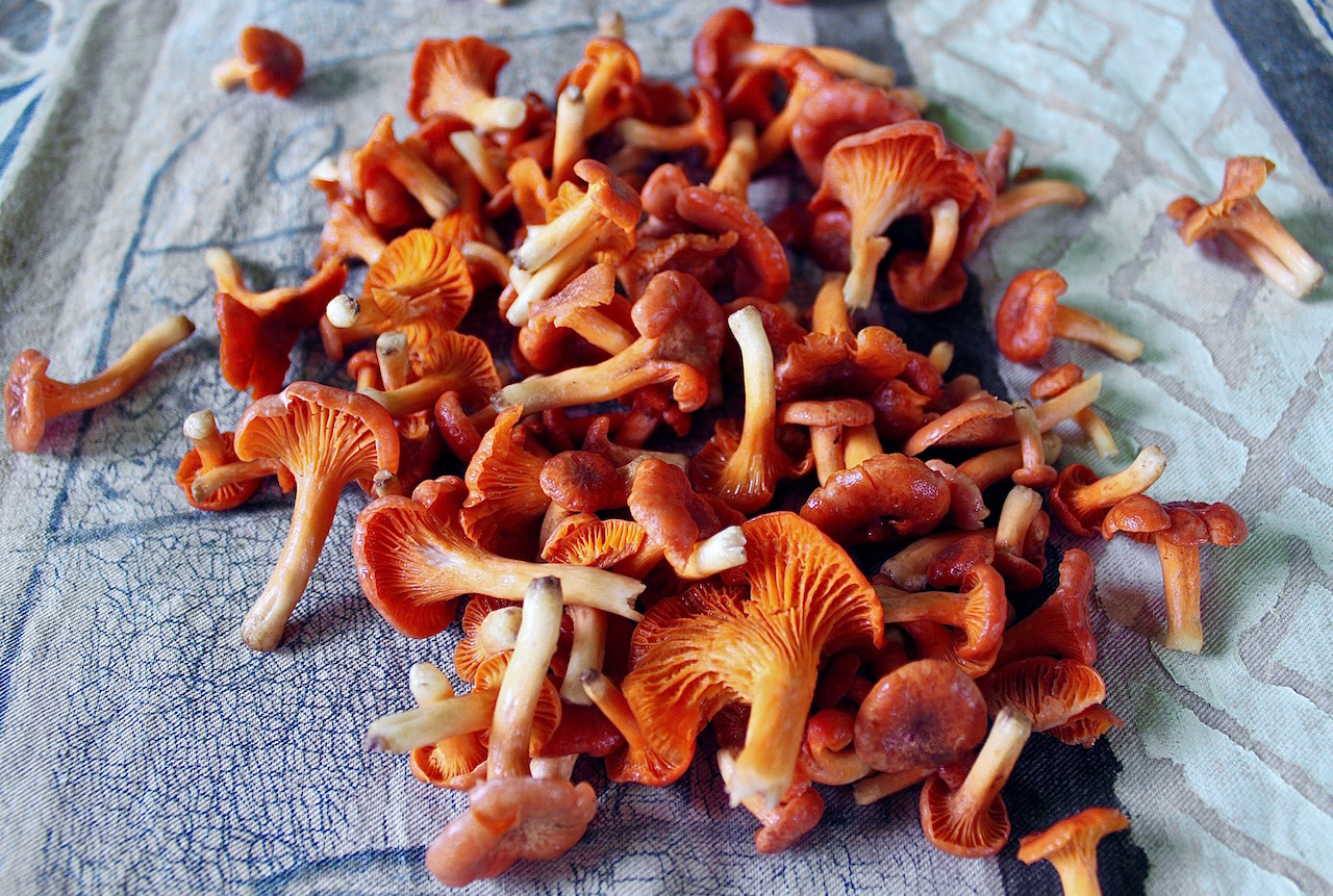 Kapiupiu chanterelles (Tonga)