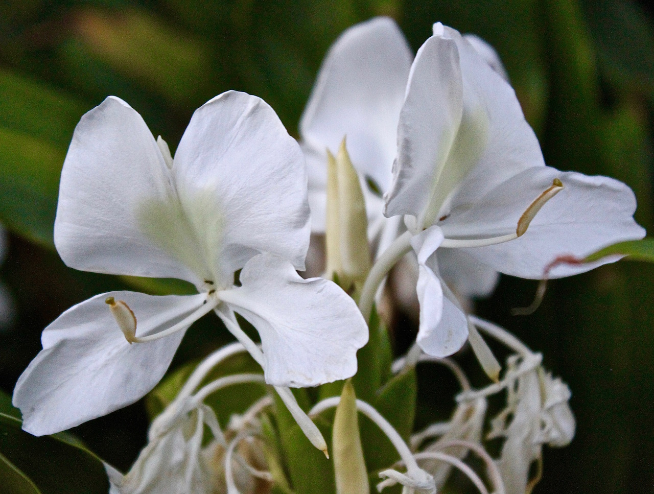 Galangal flowers.