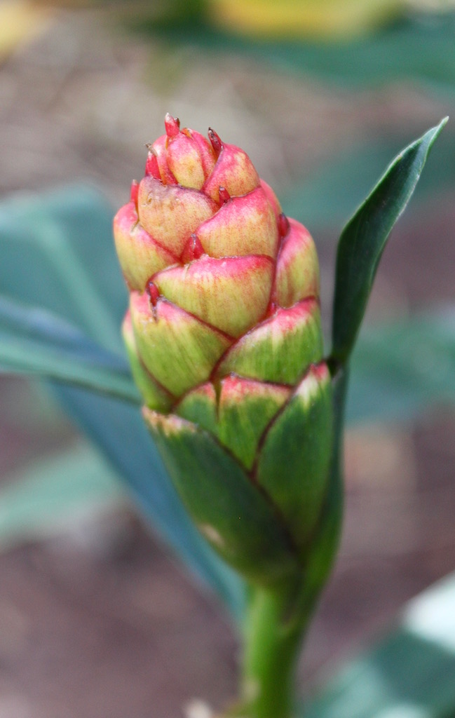 A ginger flower.