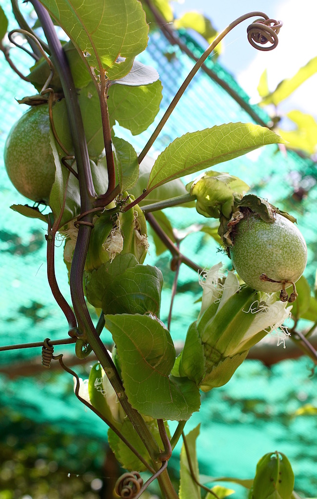 Ripening passion fruit on the vine.