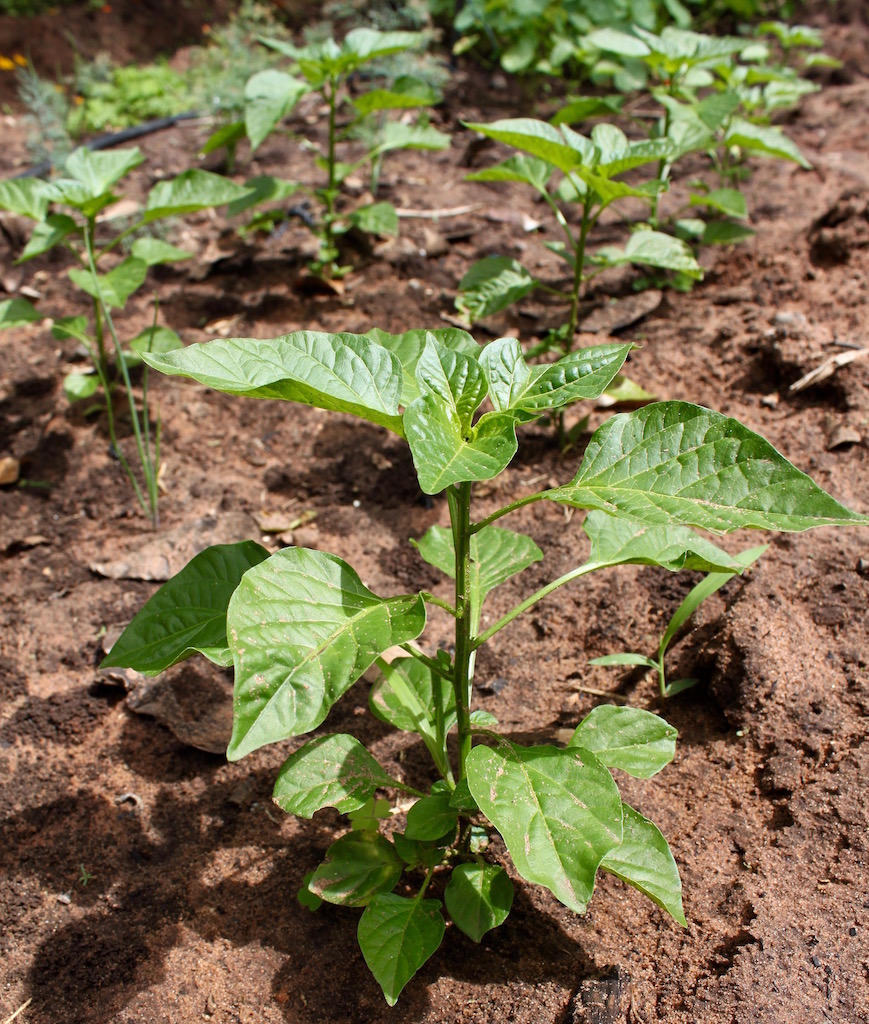 Sweet bell pepper seedlings.