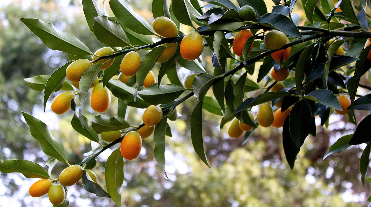 A laden kumquat tree.