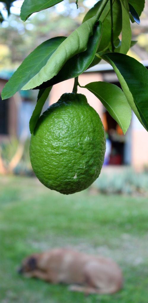 A large, large lemon (with Mikey in the background).