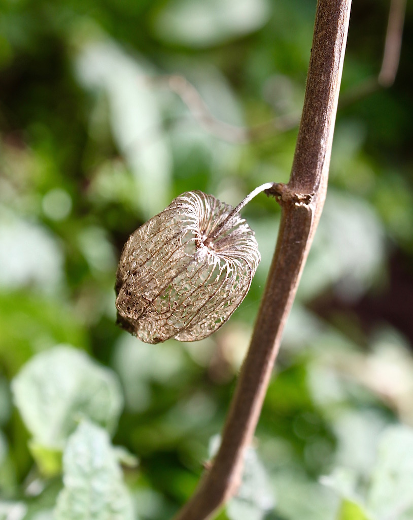 Old gooseberry