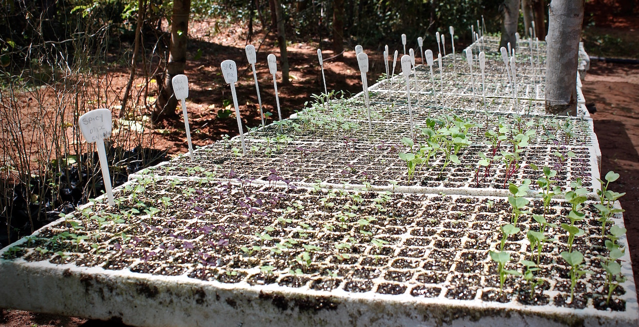 Seedlings germinating in tray upon tray.