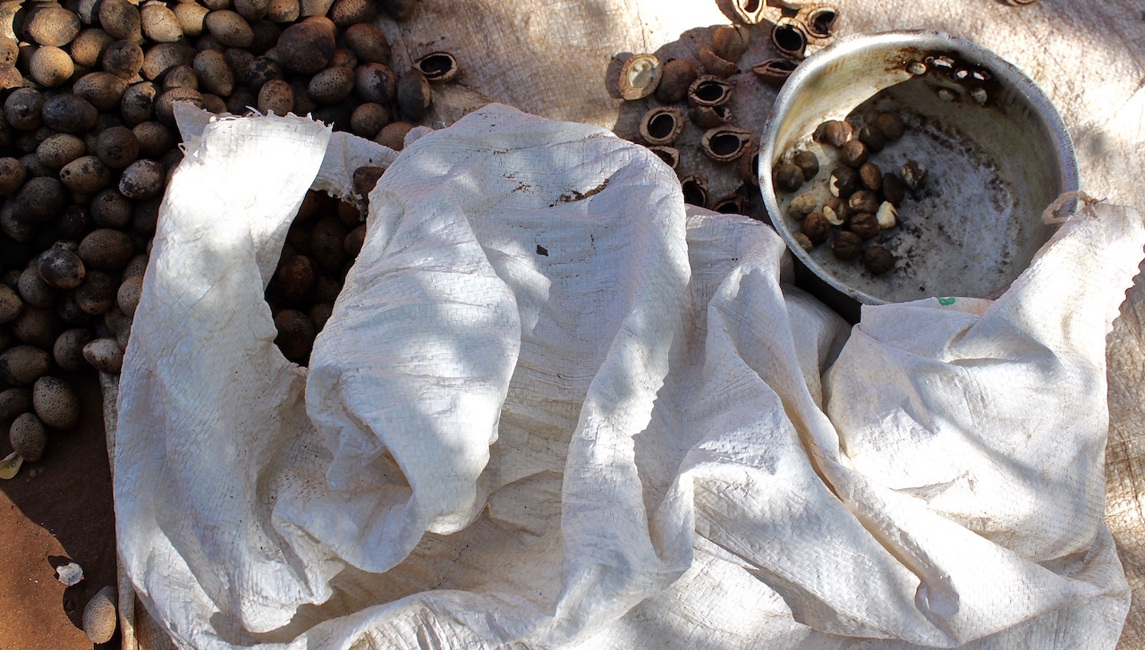 Mongongo nuts in the process of being shelled.