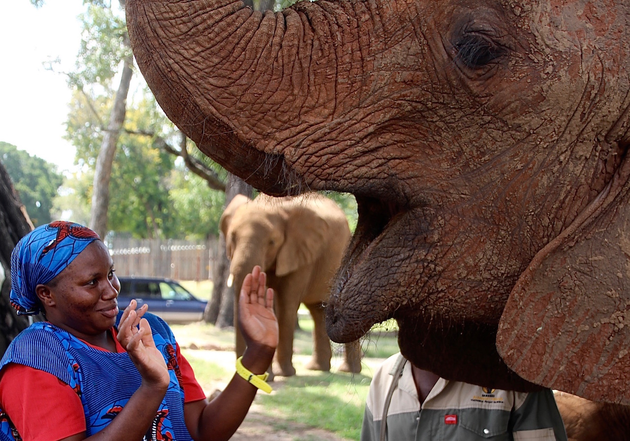 This elephant displayed little decorum when asking Adelina for more of her ciabatta bread!