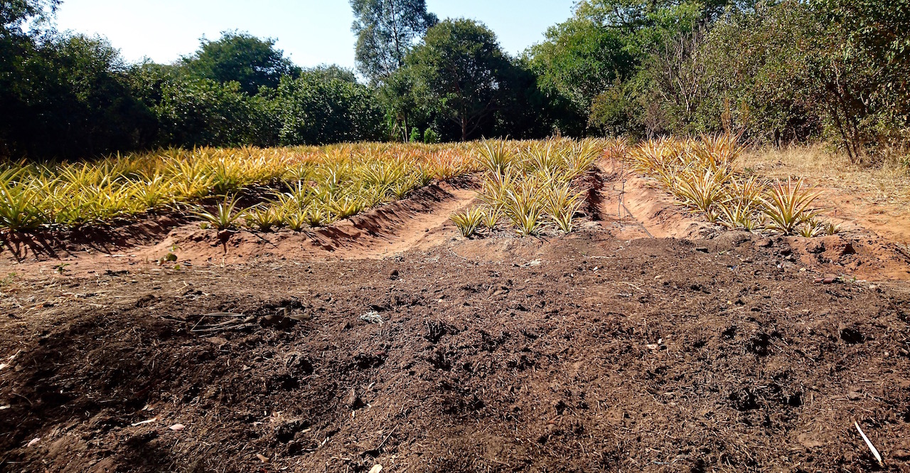 Elephant dung soon to be dispersed among the pineapple plantation. 