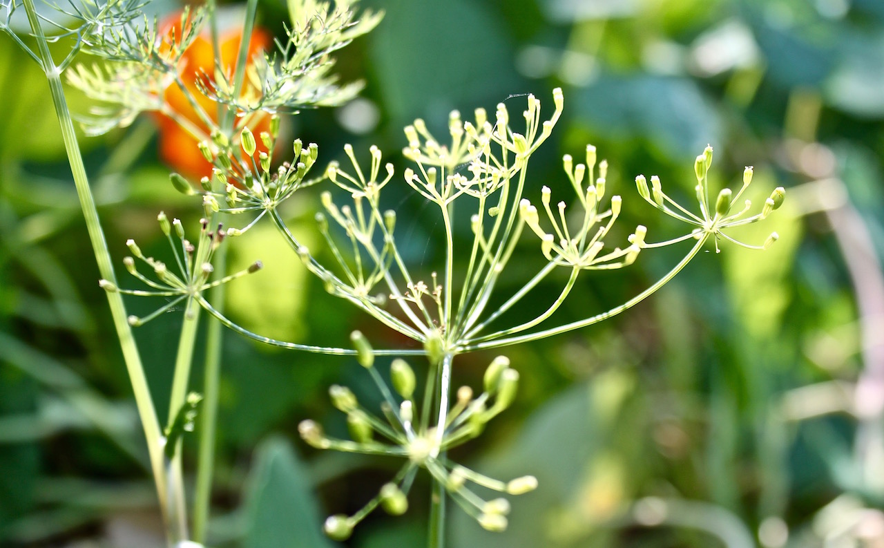 Dill flowers.