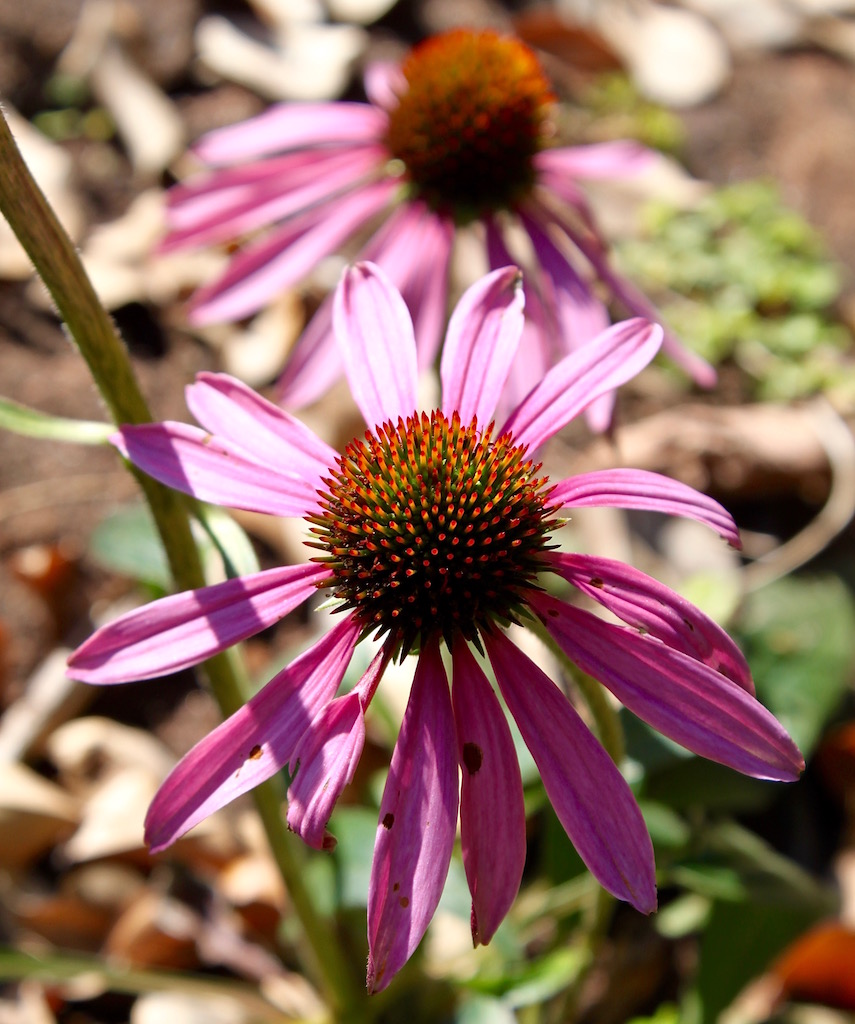 Edible flowers - echinacea