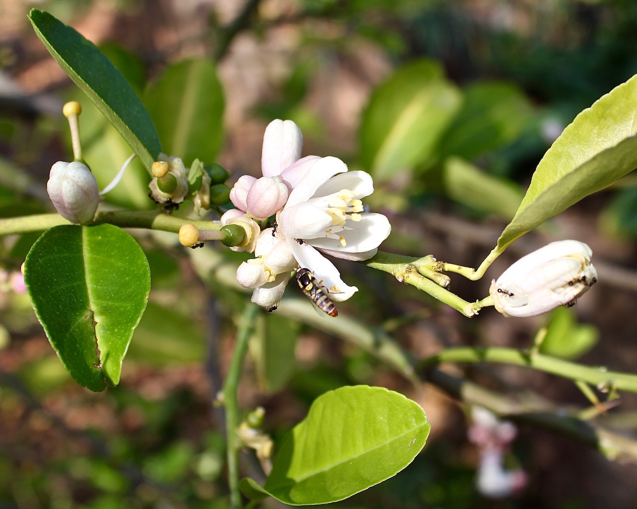 Edible flowers - lemon blossom 2