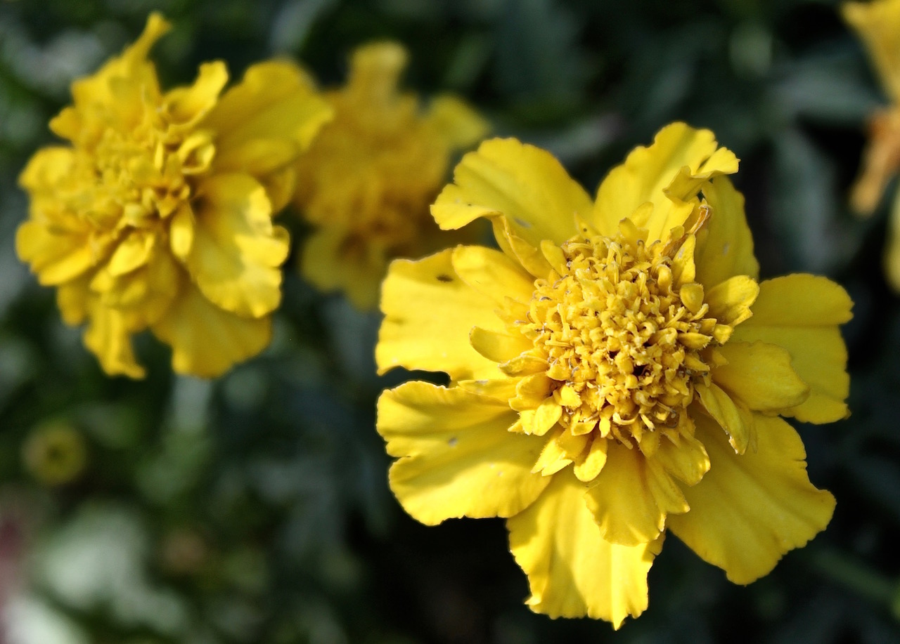 Marigolds.