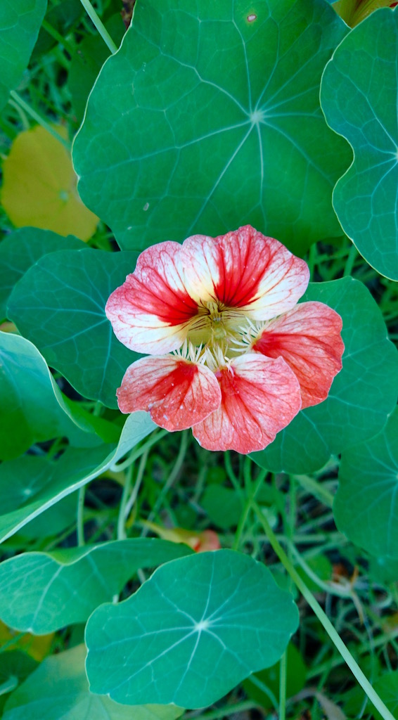 Edible flowers - nasturtium