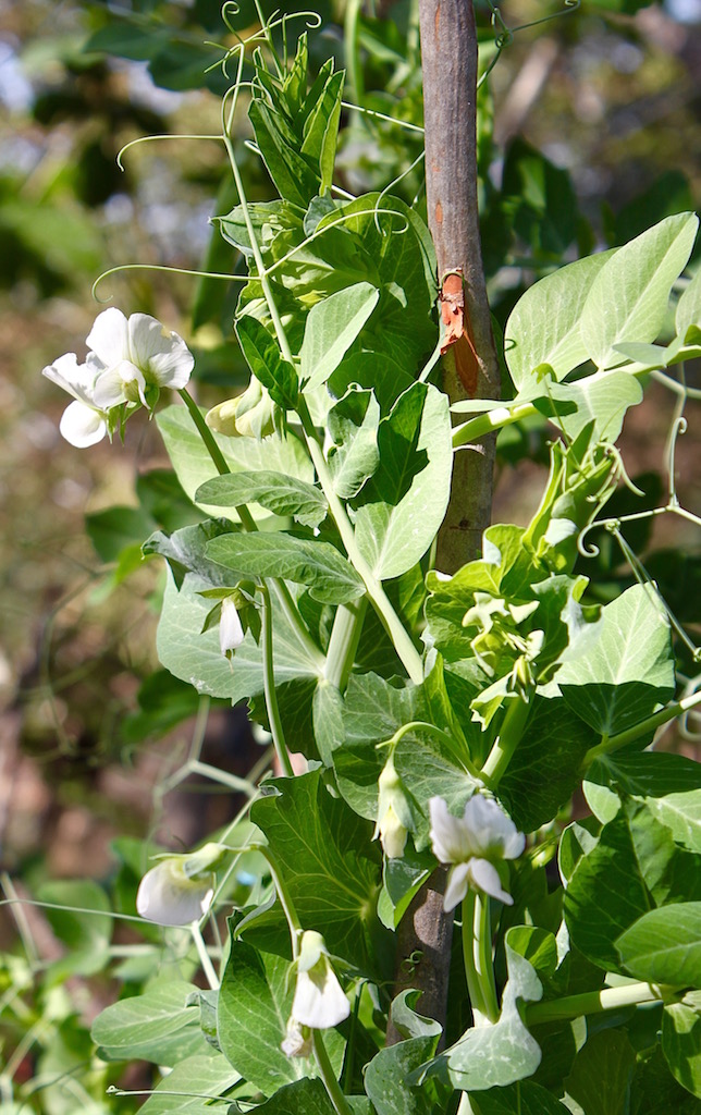 Edible flowers - peas