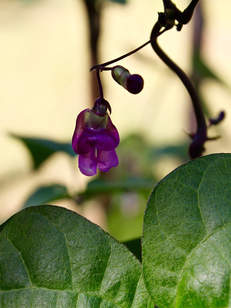 Edible flowers - purple runner bean