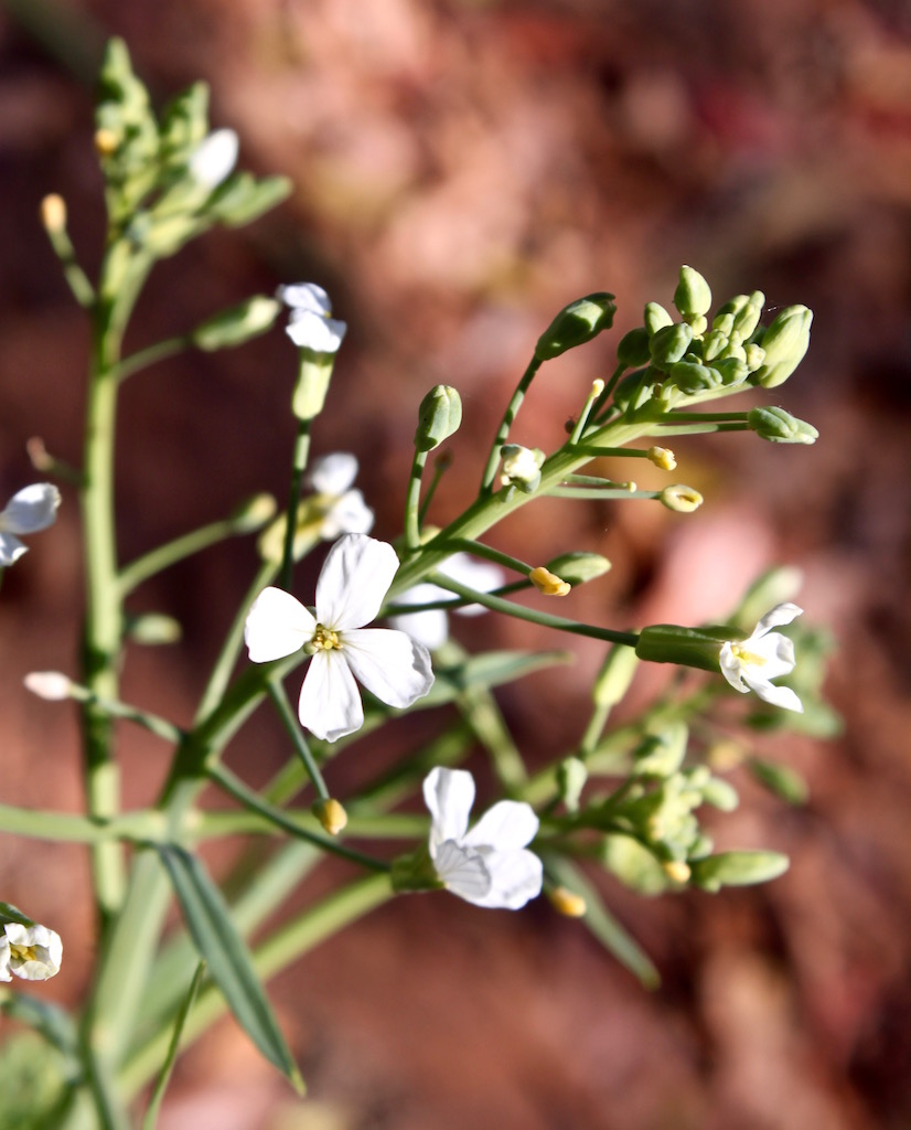 Edible flowers - rocket 1