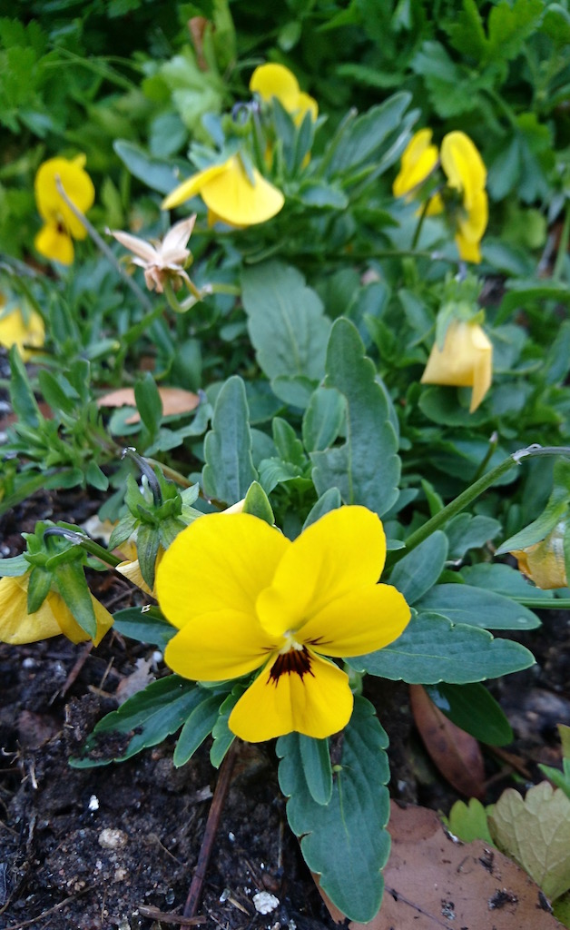 Edible flowers - violas 2