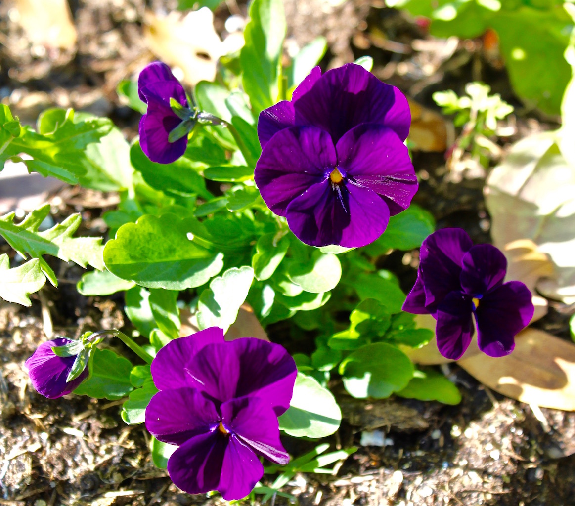 Edible flowers -violas