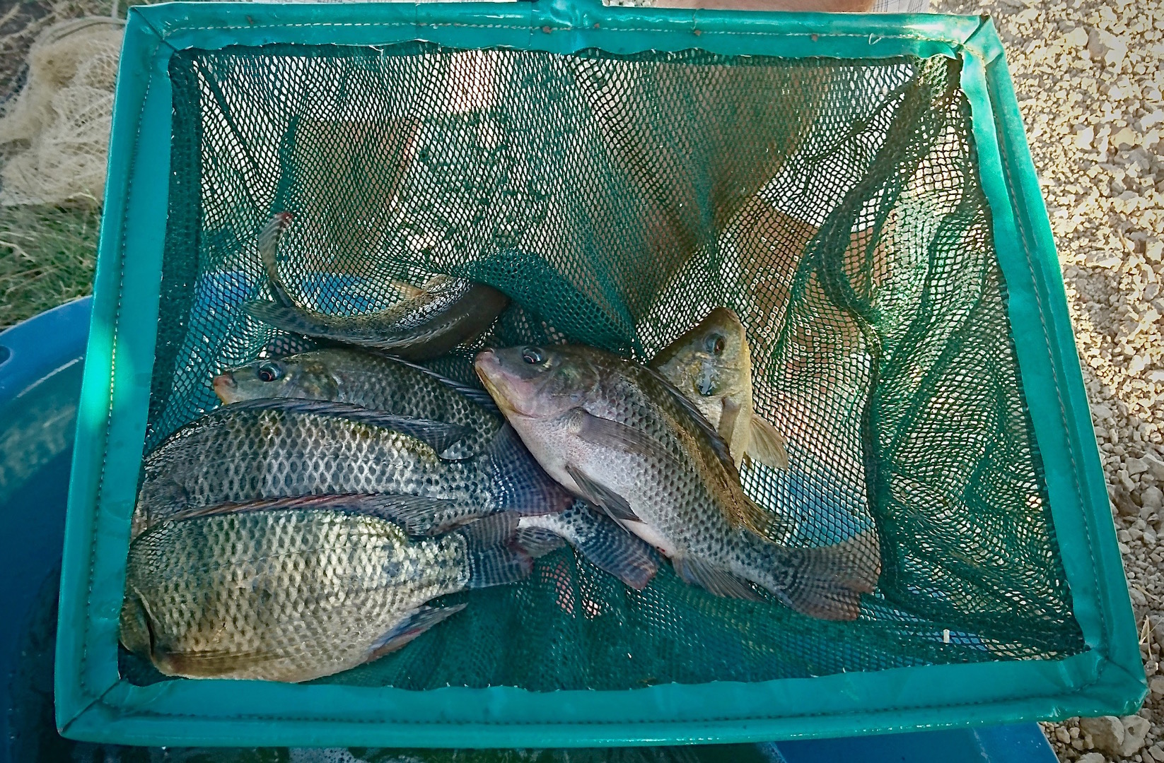 The tilapia are transferred live from the pond to a bucket straight to a freezer. Not only in this way do the fish remain super-fresh, it is also humane.