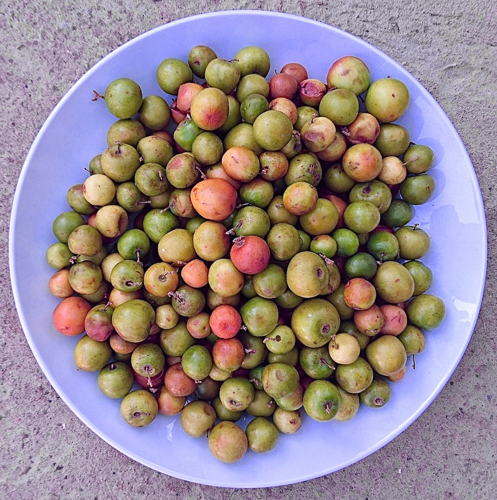 Masawa fruit, bought from Dambwa Market in Livingstone.